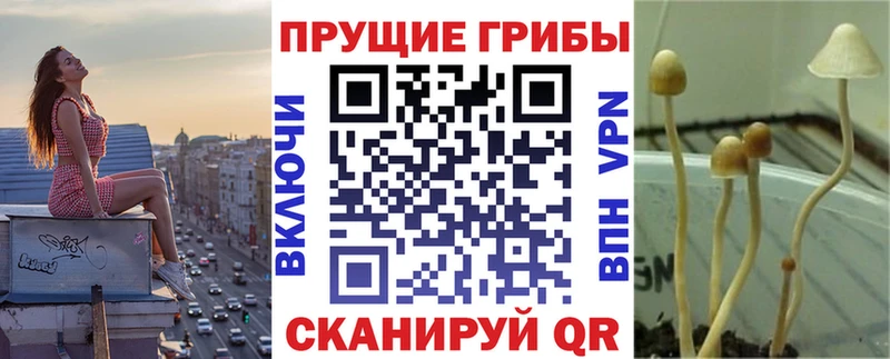 продажа наркотиков Новошахтинск omg tor Псилоцибиновые грибы Cubensis